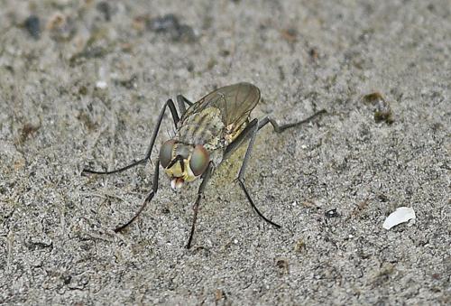 Réf. 356 899 : Lispe tentaculata